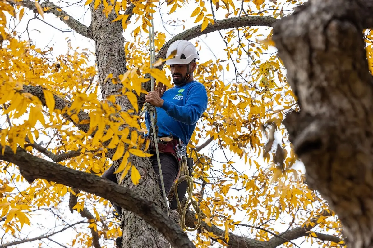 Skilled Storm Damage Cleanup crew working in Somerville